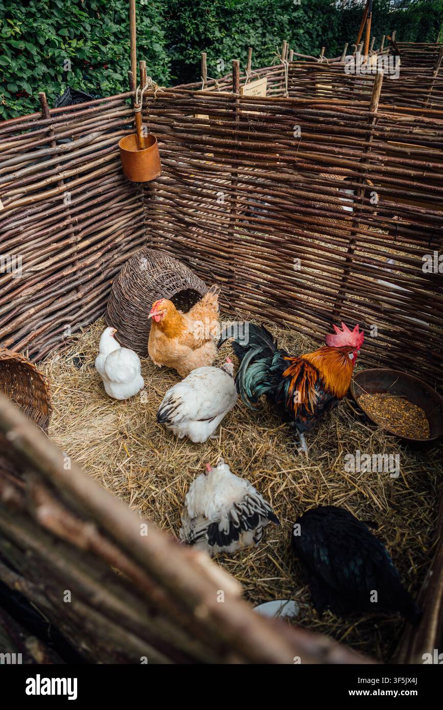 Traditioneller mittelalterlicher Geflügelgehege mit Hühnern und Hahn im Weidenkäfig, historischer Nachbildung, Viehfarm, Tierzucht, ländliche Landschaft Stockfoto