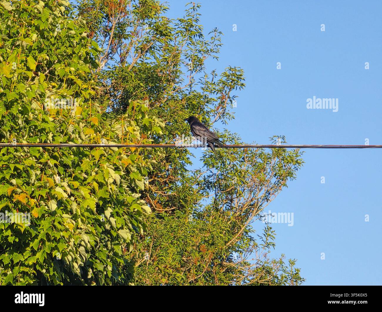 Schwarze Krähe, die auf einem Strommast über grünen Bäumen unter einem klaren blauen Sommerhimmel sitzt Stockfoto