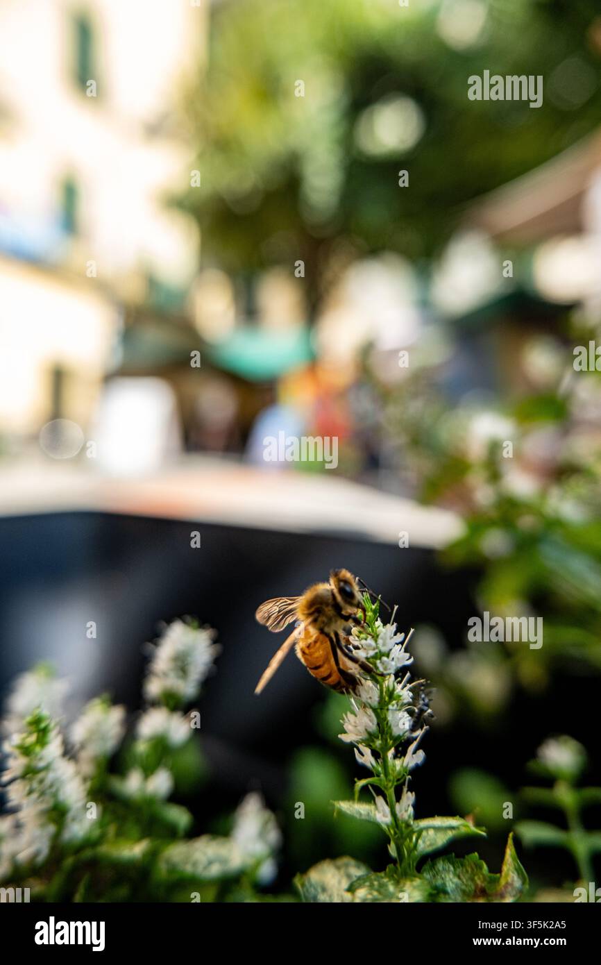 Honigbiene sammelt Nektar von Wildblumen in einer italienischen Stadt Stockfoto