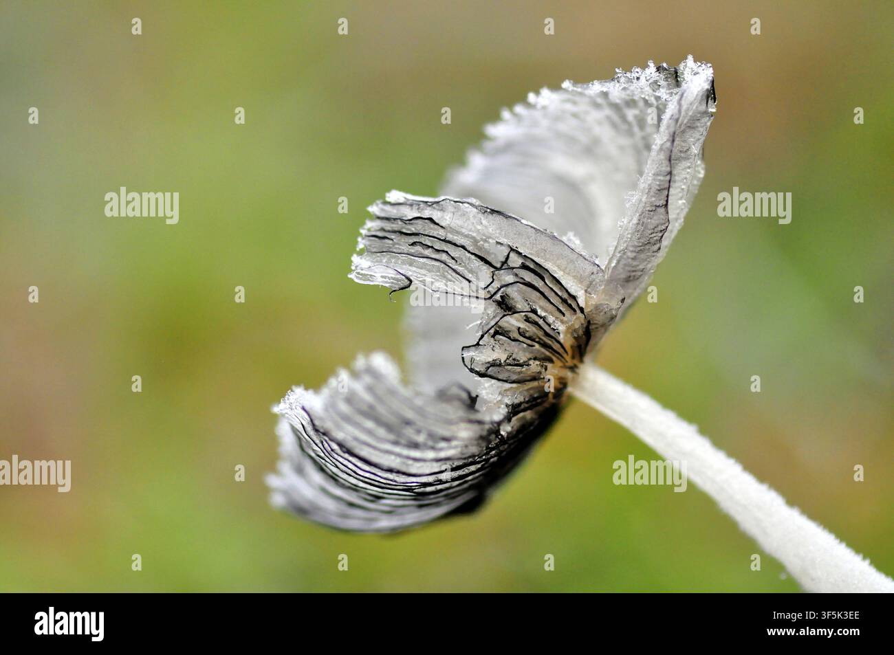 Niedrigwinklige Nahaufnahme der Unterseite eines zarten weißen Pilzes, die feinen Lamellen vor einem weichen grünen natürlichen Hintergrund hervorhebend. Stockfoto
