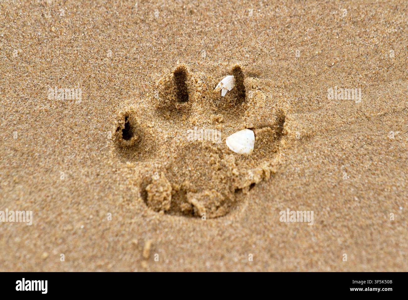 Eine Nahaufnahme eines einzelnen Hundepfotenabdrucks, der tief in den nassen Sand eines Strandes eingedrückt ist. Southport, UK. Stockfoto