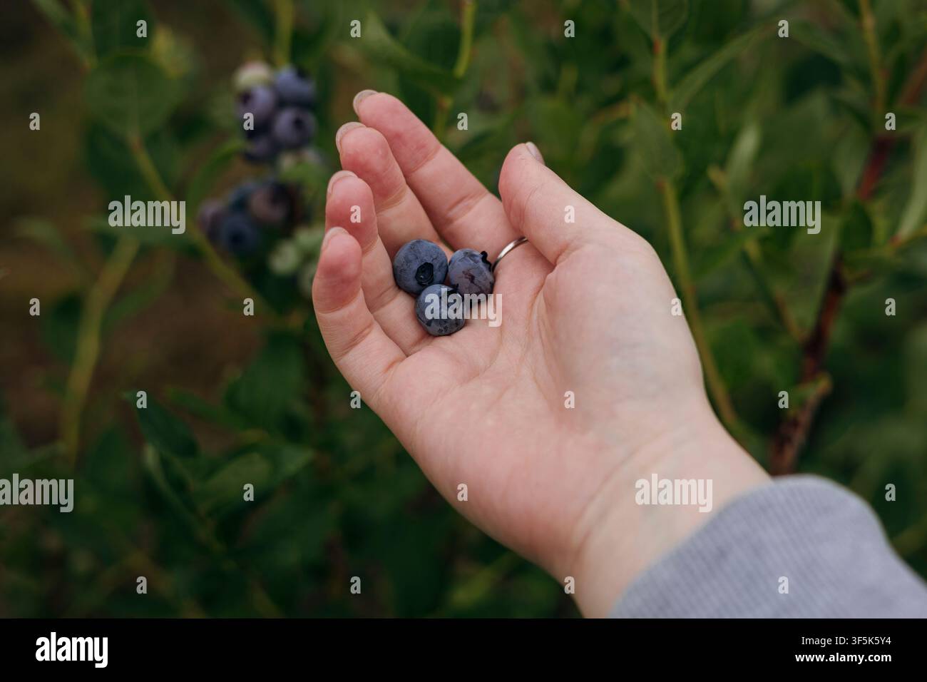 Nahaufnahme einer Hand, die frisch gepflückte Blaubeeren neben einem fruchtenden Strauch auf einem ländlichen Feld hält, und zeigt eine natürliche Sommerernte und gesunde Bio-Produkte Stockfoto