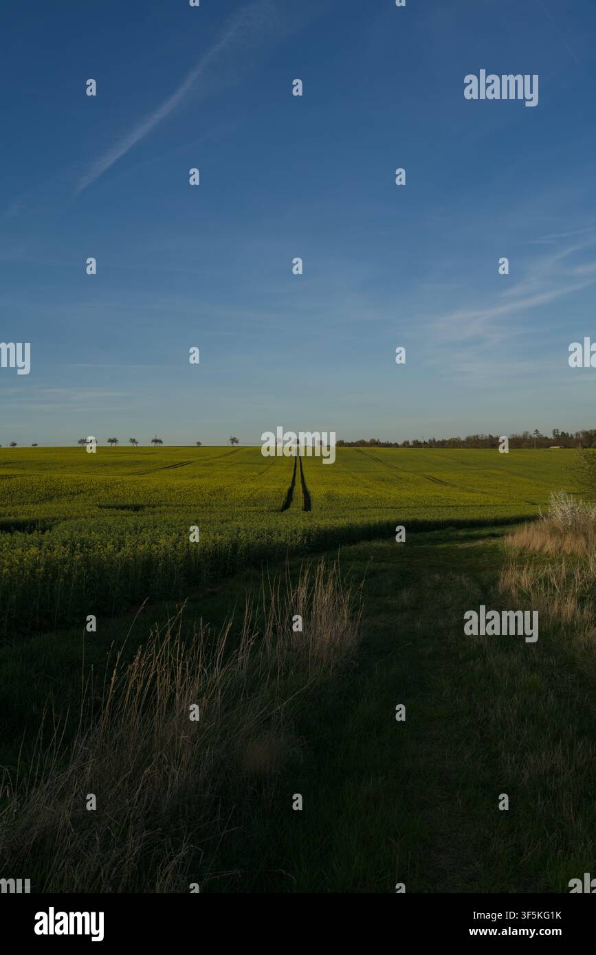 Traktorspur führt zum Horizont, mit Bäumen und wunderschönem Abendhimmel. Stockfoto
