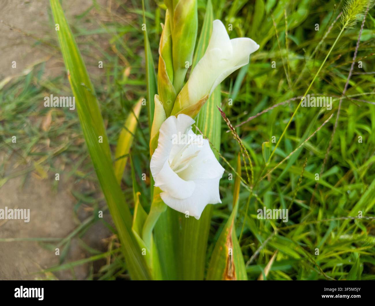 Hochwinkelansicht einer blühenden weißen Gladiol-Blütenrispe, eleganter Gladiolus-hybridus-Stängel mit einer jungen Knospe und Gras-Hintergrund. Stockfoto