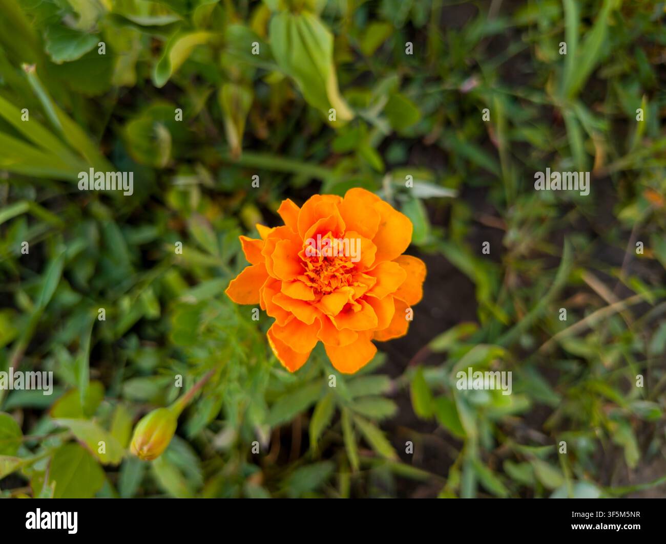 Oberansicht einer blühenden orangefarbenen französischen Goldblume, Nahaufnahme, schöner eleganter Tagetes-patula-Kopf mit einem jungen Nebenknospenkopf in einem Sommergarten Stockfoto
