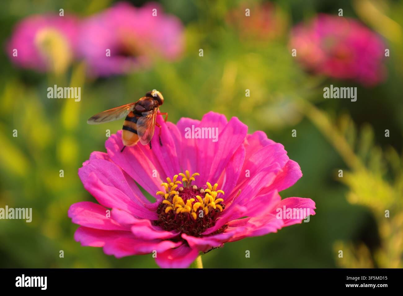 Nahaufnahme einer Schwebfliege, Familie Syrphidae, die im warmen Licht der Goldenen Stunde auf einer leuchtend rosa Zinnienblüte ruht. Stockfoto