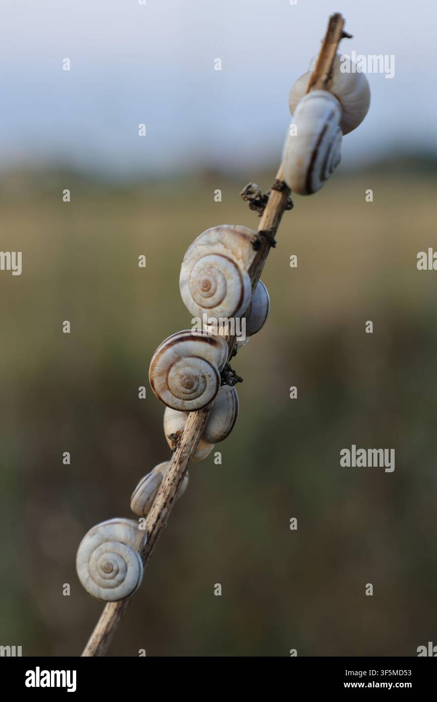 Gruppe von Landschnecken, die sich während des Sommers auf einem trockenen Pflanzenstängel zusammendrängen und typisches Austerisationsverhalten zeigen, um den Feuchtigkeitsverlust zu reduzieren. Stockfoto