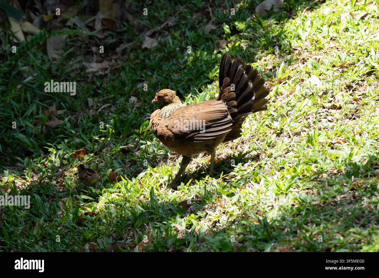Brauner Vogel steht auf grasbewachsenem Boden. Federn zerzaust, Schwanz ausgebreitet. Geflecktes Sonnenlicht erhellt die Szene. Grüne Blätter umgeben den Vogel. Schatten Stockfoto