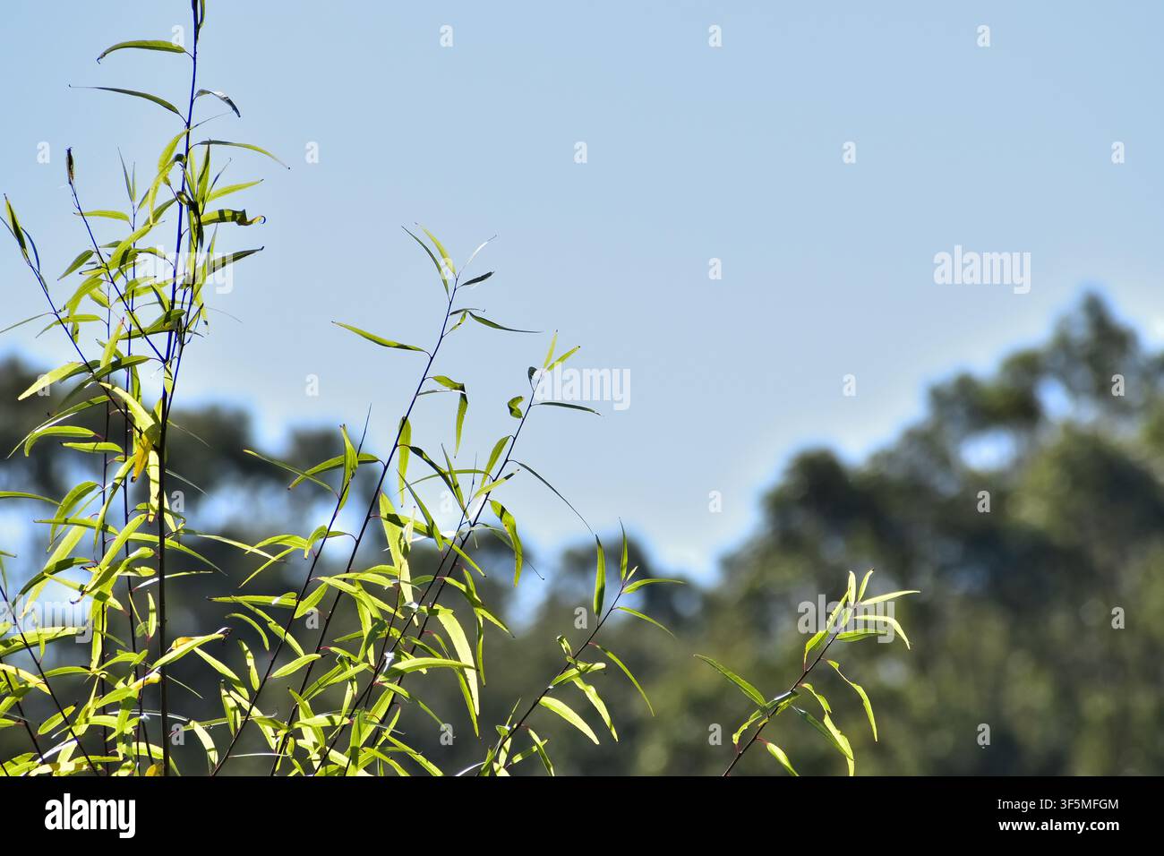 Schlanke aufrechte grüne Stängel mit langen spitzen Blättern strecken sich einem klaren blauen Himmel entgegen, der hell vom Sonnenlicht beleuchtet wird. Sanfte Baumsilhouetten im Hintergrund. Stockfoto