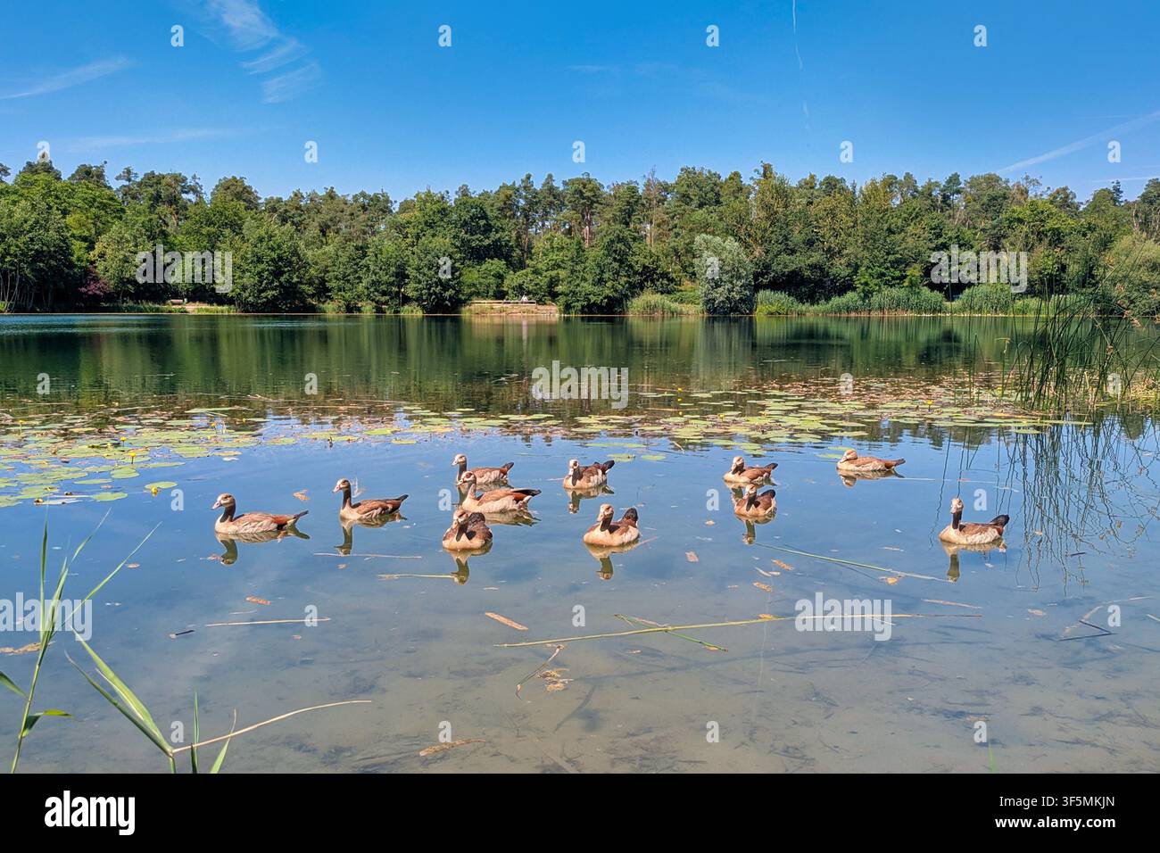 Viernheim, Deutschland - 20. Juni 2026: Gänsefamilie schwimmt auf dem Waldsee in Viernheim an einem sonnigen Tag, umgeben von Natur Stockfoto
