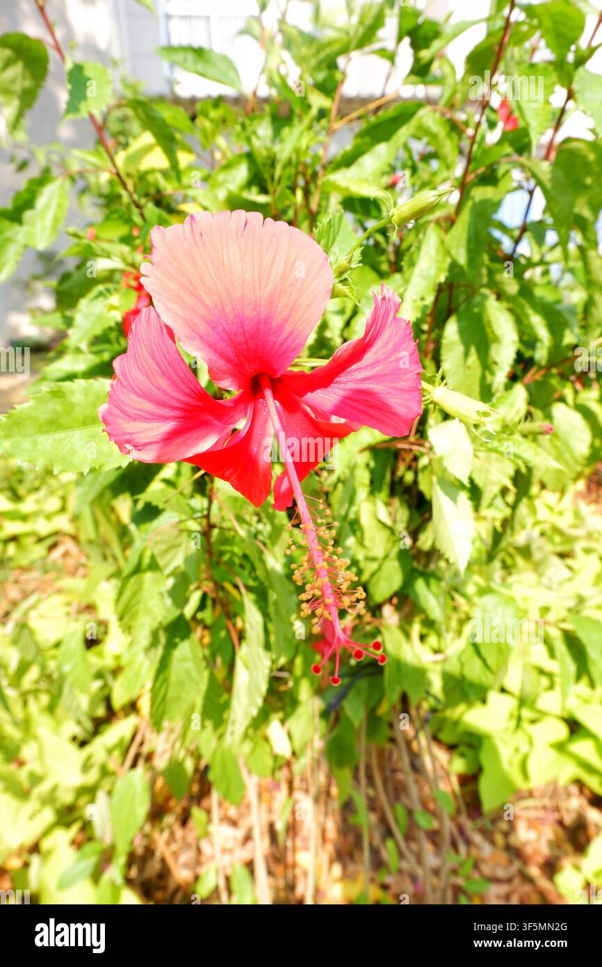 Eine vertikale Fotografie einer roten Hibiskusblüte von hinten gesehen, mit ihren langen Staubfäden und sichtbarern Pollen vor grüner Gartenkulisse. Stockfoto