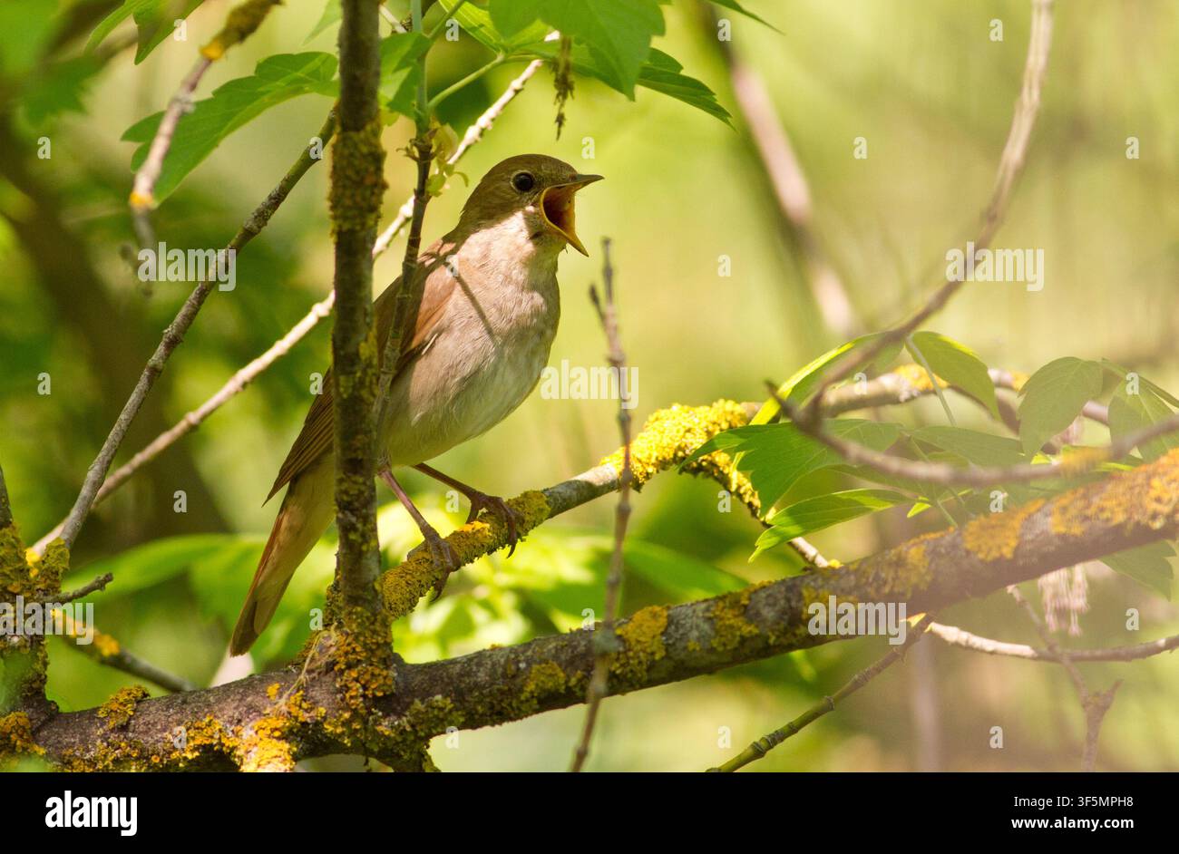 Nachtigall, Luscinia. Unauffälliger Vogel mit einer sehr schönen klangvollen Stimme Stockfoto