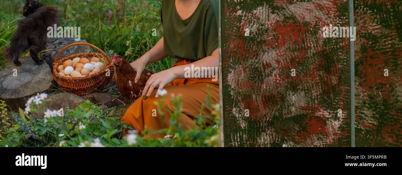 Landwirt auf dem Land hält ein Huhn mit einem Korb voller frischer Eier. Authentisches Landleben. Die Hühner sind freilaufend und haben Zugang zu Gärten. Konzeptfoto Stockfoto