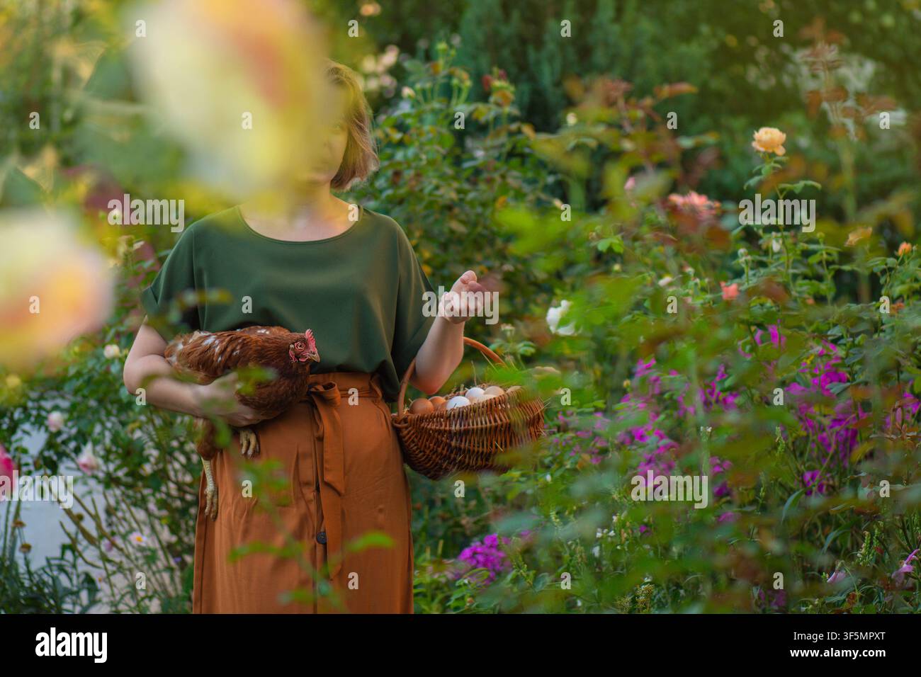 Landwirt auf dem Land hält ein Huhn mit einem Korb voller frischer Eier. Authentisches Landleben. Die Hühner sind freilaufend und haben Zugang zu Gärten. Konzeptfoto Stockfoto