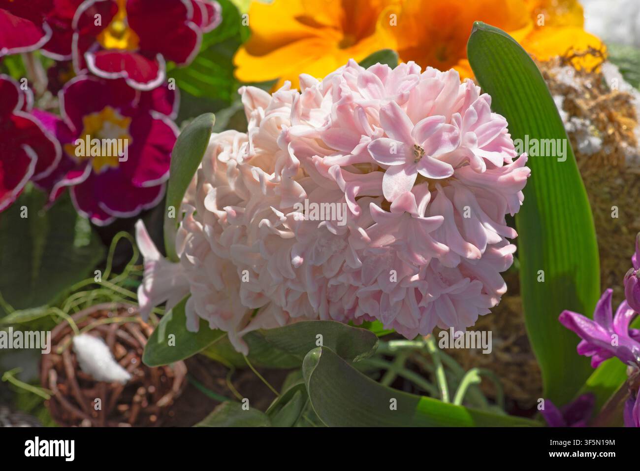 Kühne saisonale Farben und organische natürliche Texturen eignen sich für Garten-, Wellness- und Heimdekorationsprojekte. Bunte Hyazintenblüten Stockfoto