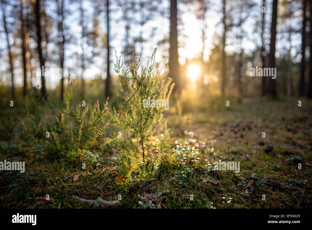 Morgen in wildem Herbstkiefernwald mit Sonnenstrahlen, die durch Heidebusch und Bäume scheinen. Ruhe. Stockfoto
