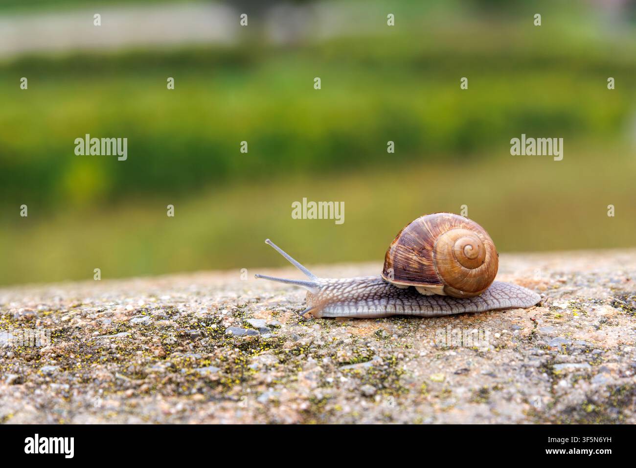 Römische Schnecke, Helix pomatia, kriecht entlang einer Steinleiste vor einem verschwommenen grünen Landschaftshintergrund Stockfoto