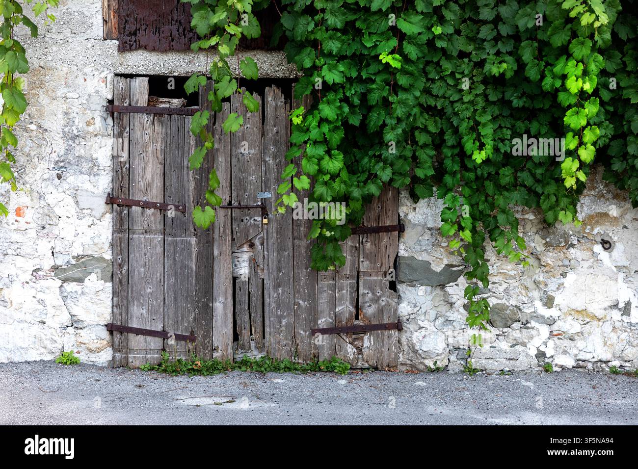 Alte Holztüren, überwuchert von Weinreben, an einem traditionellen Scheunengebäude im malerischen Soca-Tal nahe der historischen Stadt Kobarid, Slowenien. Stockfoto
