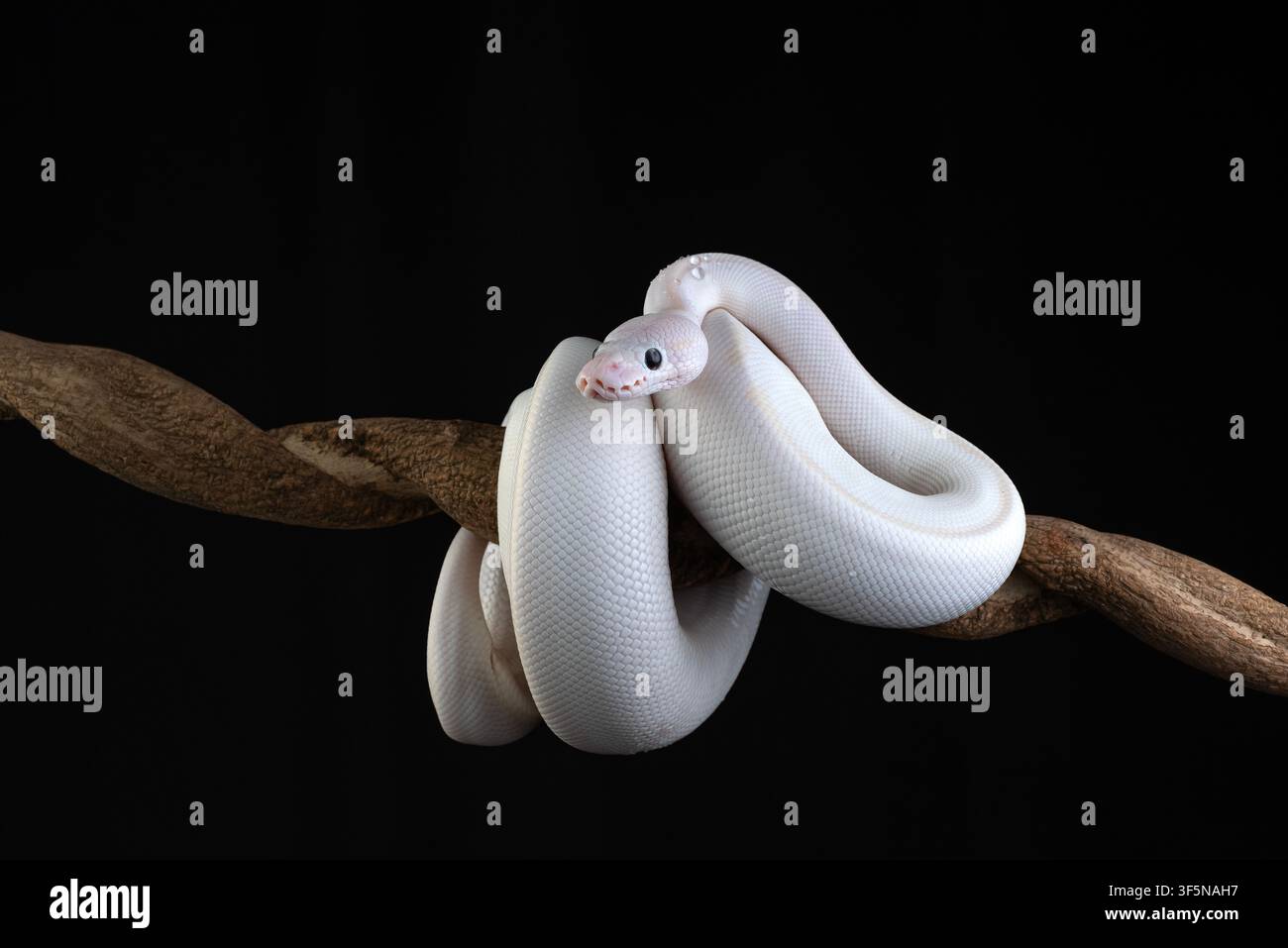 eine Albino-Python, die sich um einen Ast schlingt Stockfoto