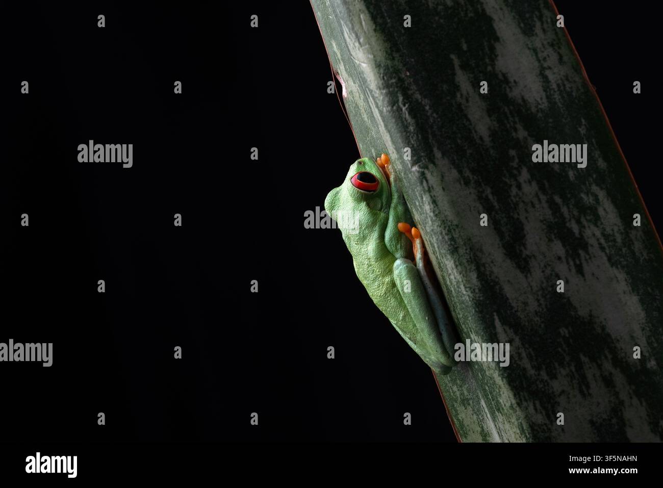 ein Rotaugenbaumfrosch, der an einem Blatt hängt Stockfoto