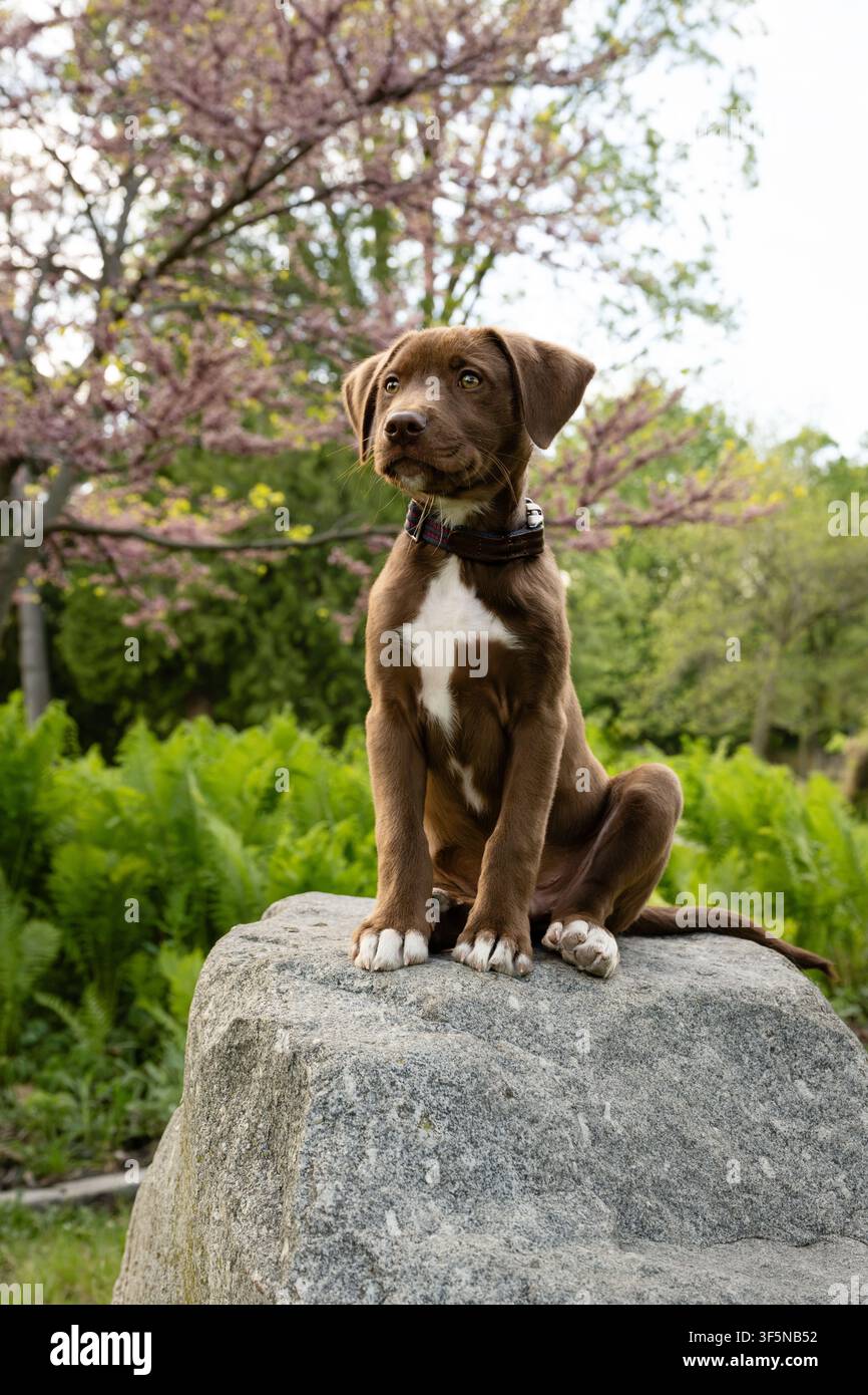 Süßer braun-weißer Welpe sitzt auf einem Felsen Stockfoto