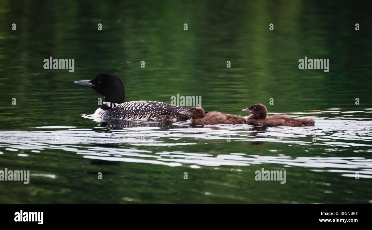Eisvogel schwimmt mit zwei Küken, die hinter ihr auf dem See schwimmen Stockfoto