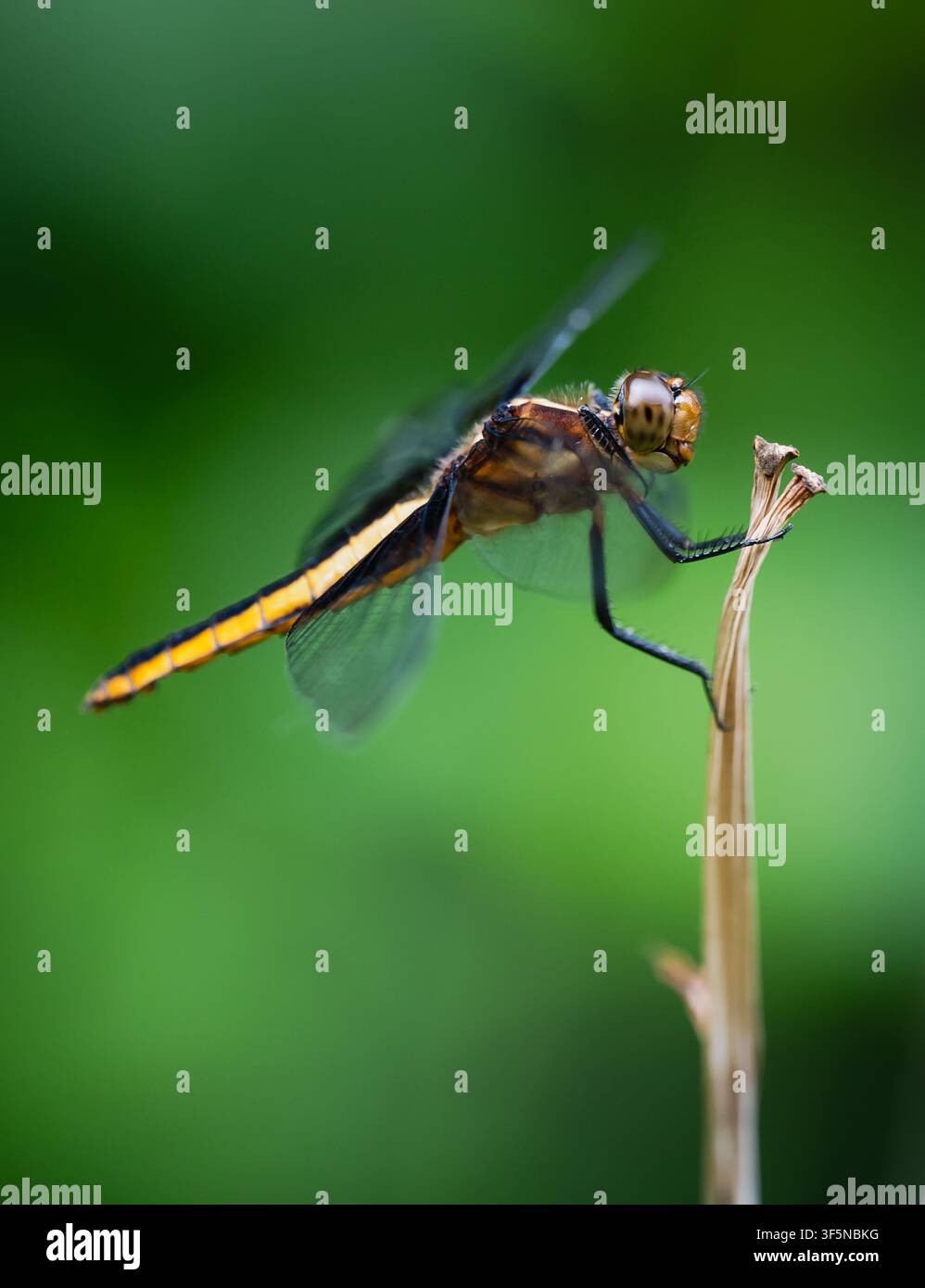 Eine Libelle mit verschwommenen Flügeln, die auf einer Pflanze landet Stockfoto