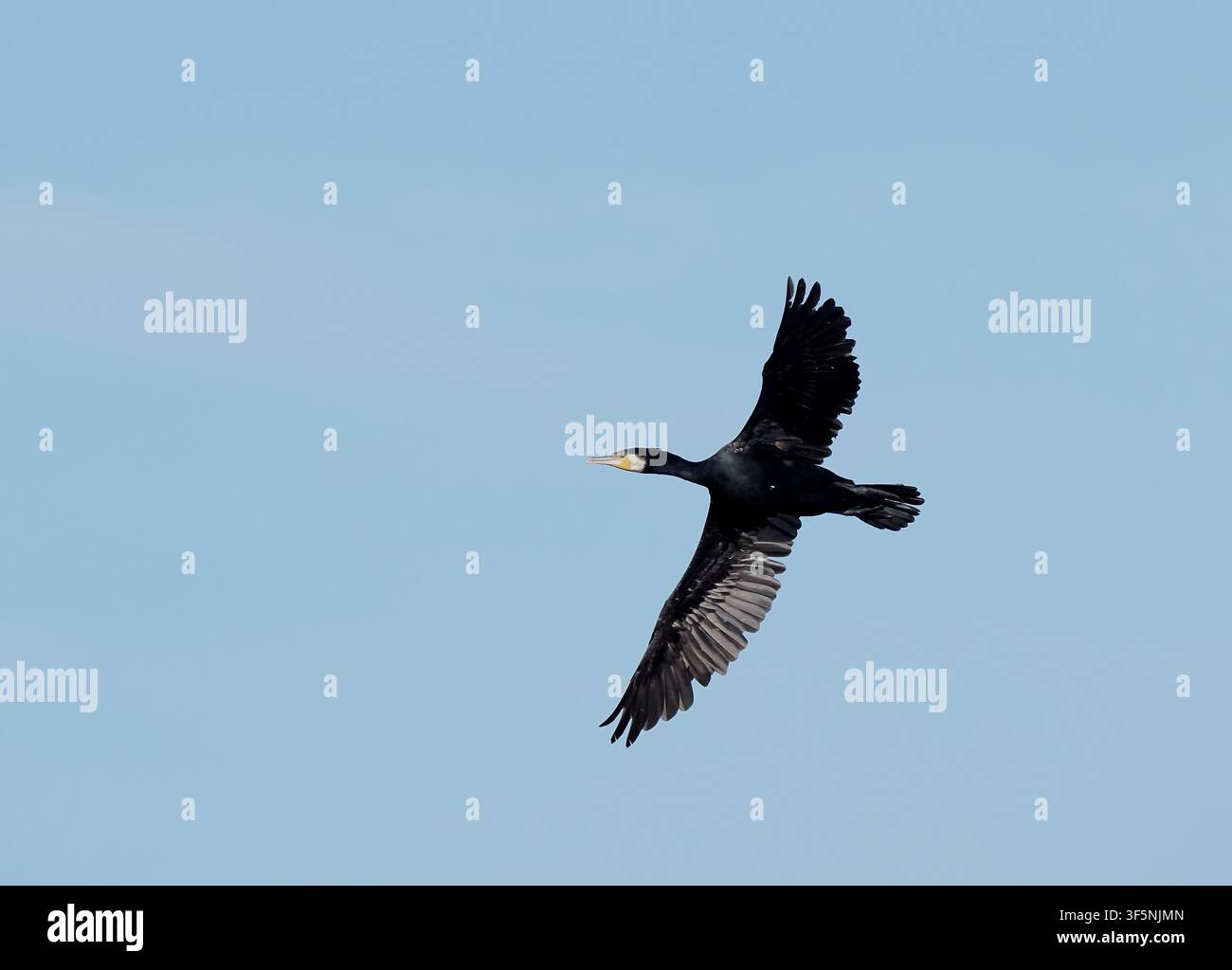 Schwalben, die von einem Brutplatz auffliegen. Stockfoto