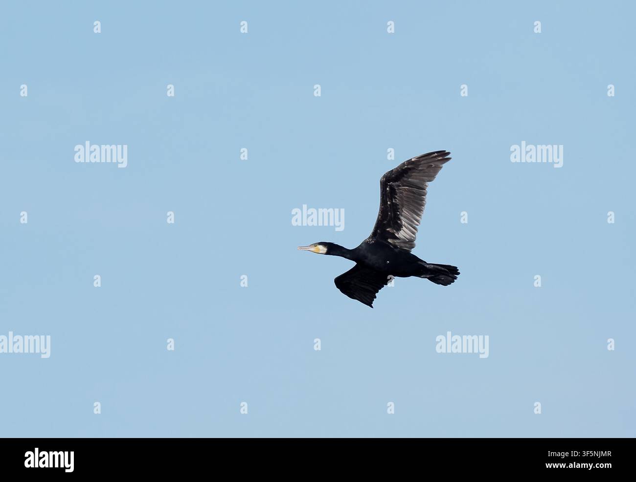 Schwalben, die von einem Brutplatz auffliegen. Stockfoto
