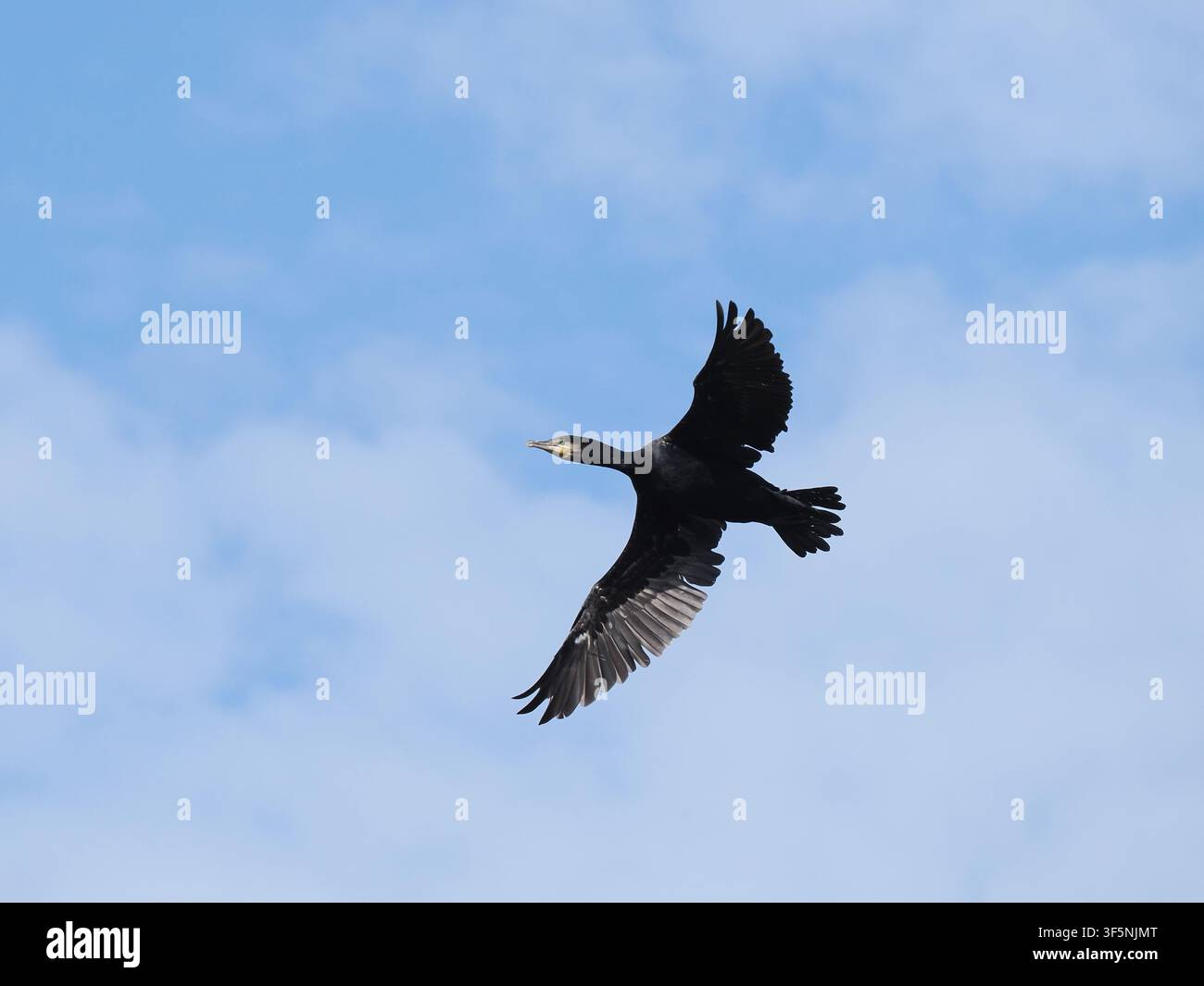Schwalben, die von einem Brutplatz auffliegen. Stockfoto