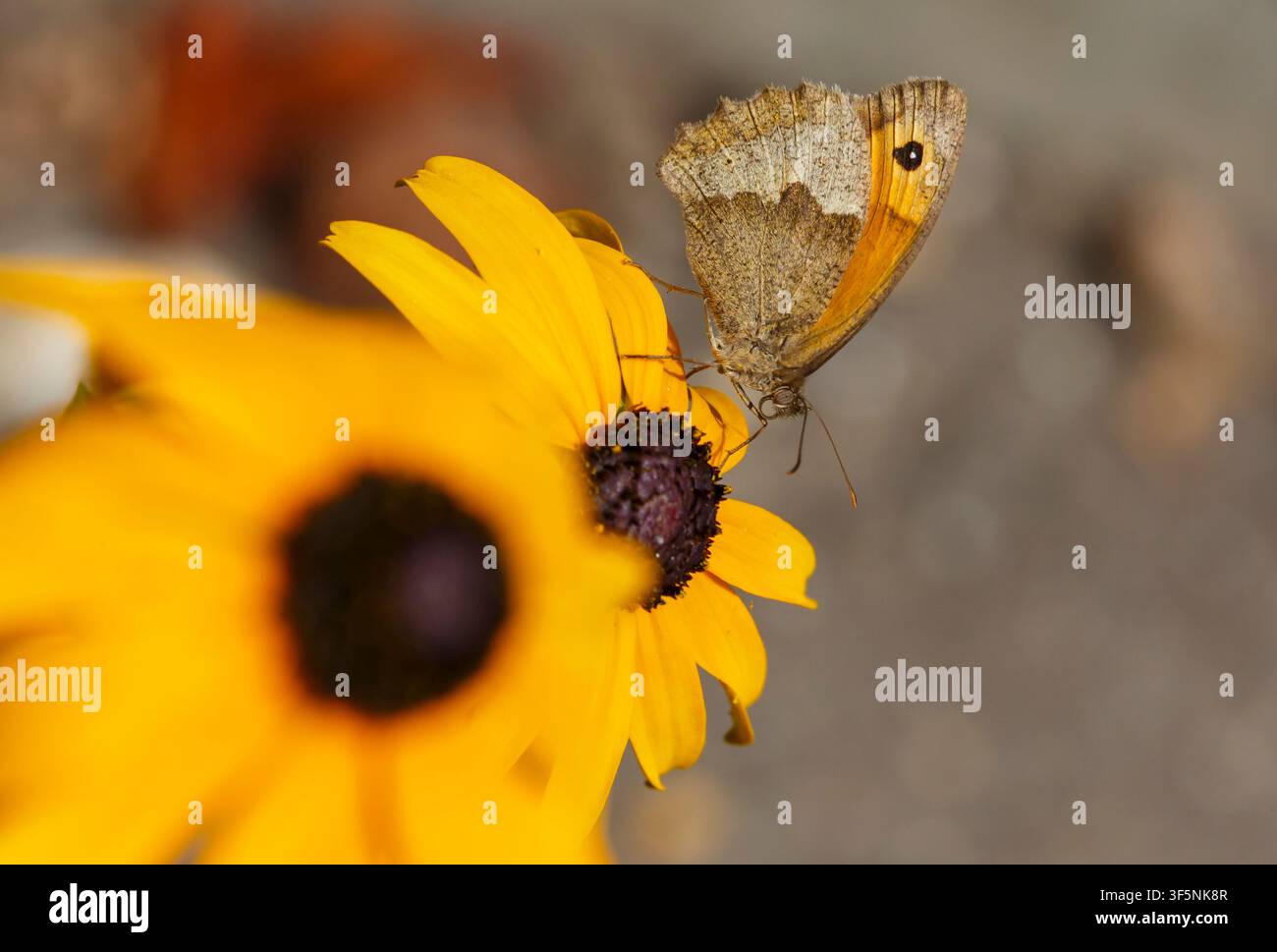 Wiesenfalter, Maniola jurtina, auf einer Rudbeckia fulgida var sullivantii 'goldsturm'-Blüte im Garten in Bournemouth, Dorset UK im August Stockfoto