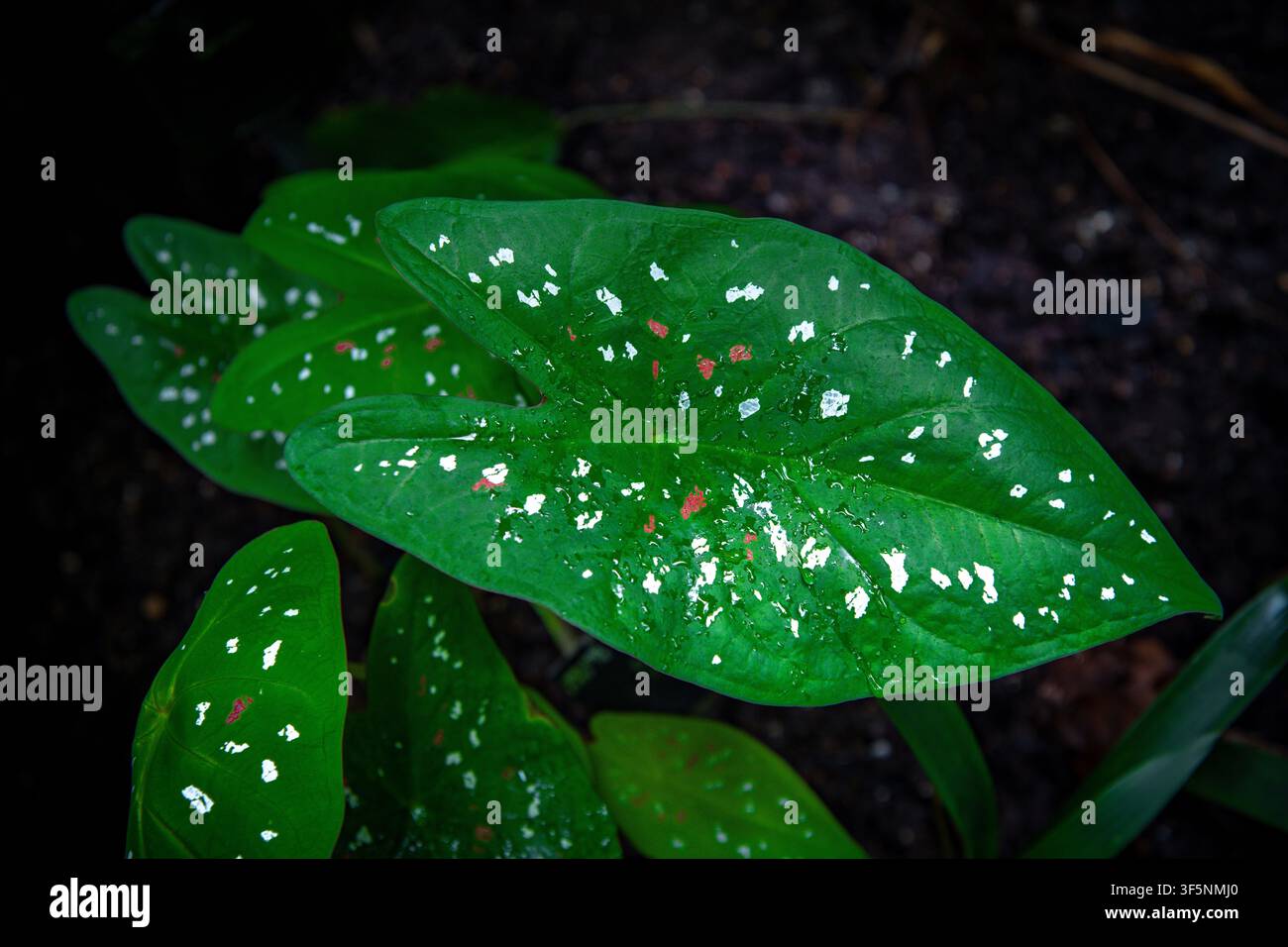 Grünes Calathea-Blatt mit weißer und rosa Buntzeichnung Stockfoto