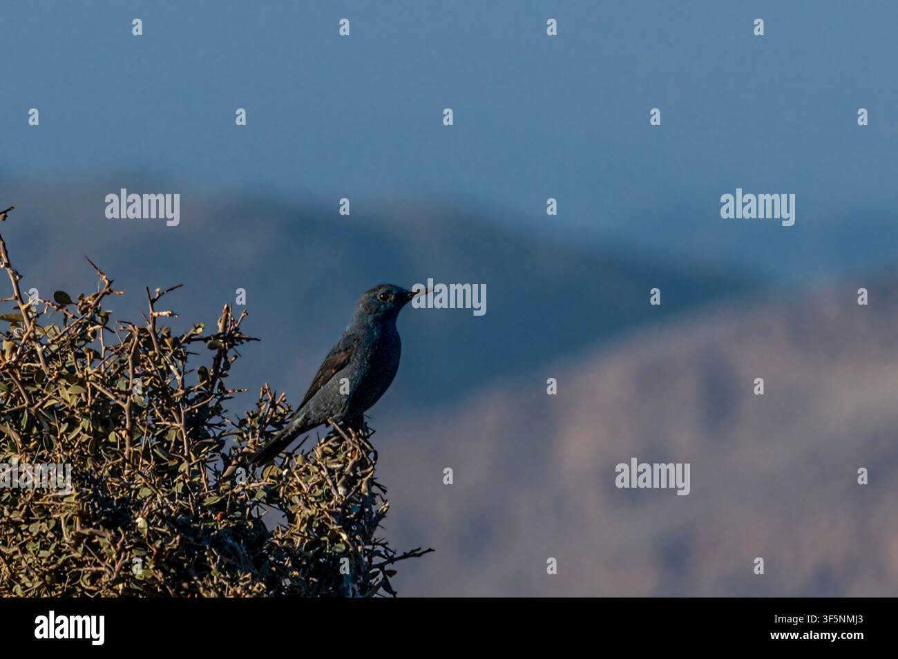 Der Blaue Felsenschnepper ist eine Art der Sperlingsvögel. Dieser drosselähnliche altweltliche Fliegenfänger wurde früher in die Familie der Turdidae eingeordnet. Stockfoto