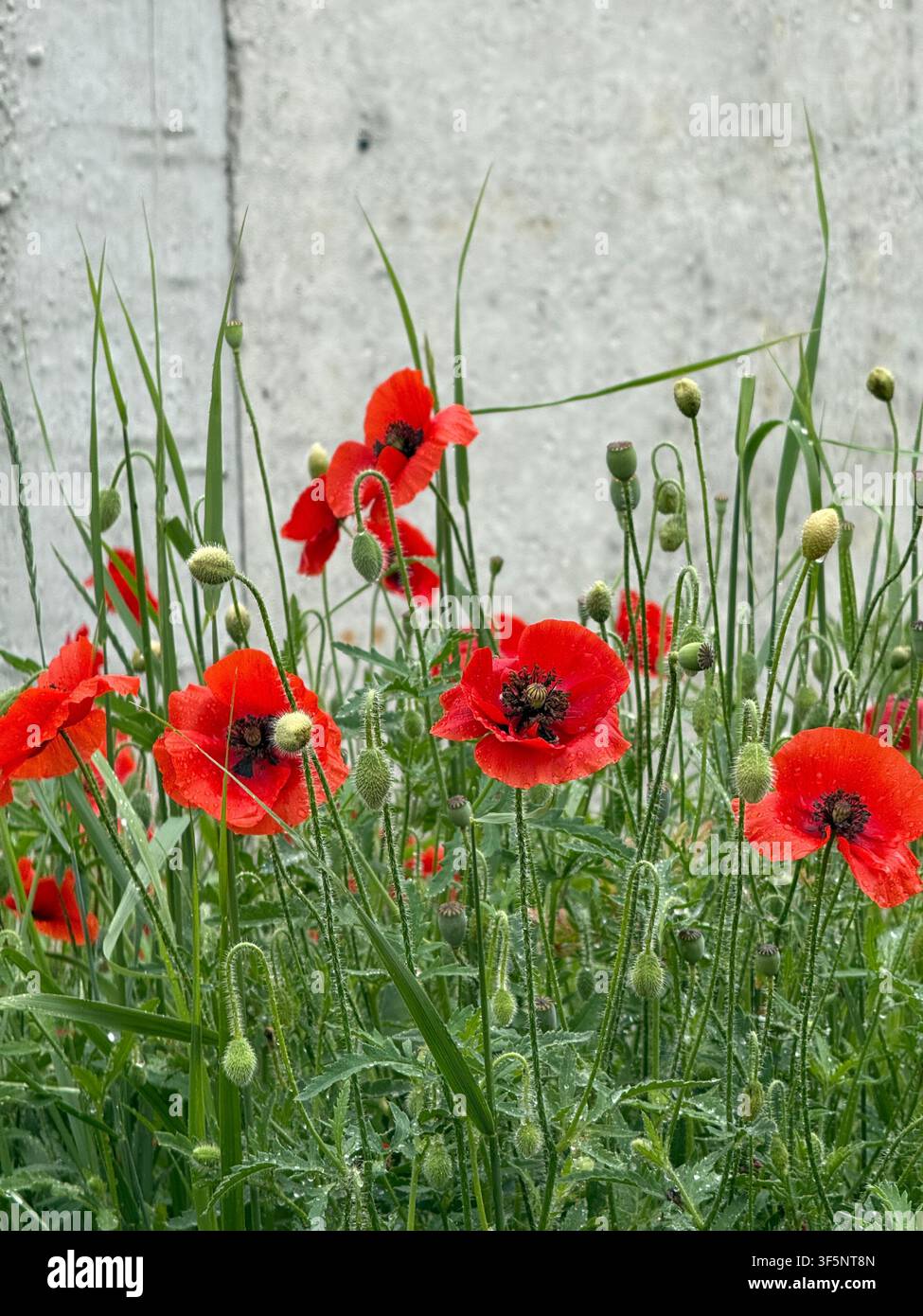 Rote Mohnblumen blühen auf einer wilden Wiese vor einem hellen Hintergrund - Smartphone-aufgenommenes Stockfoto