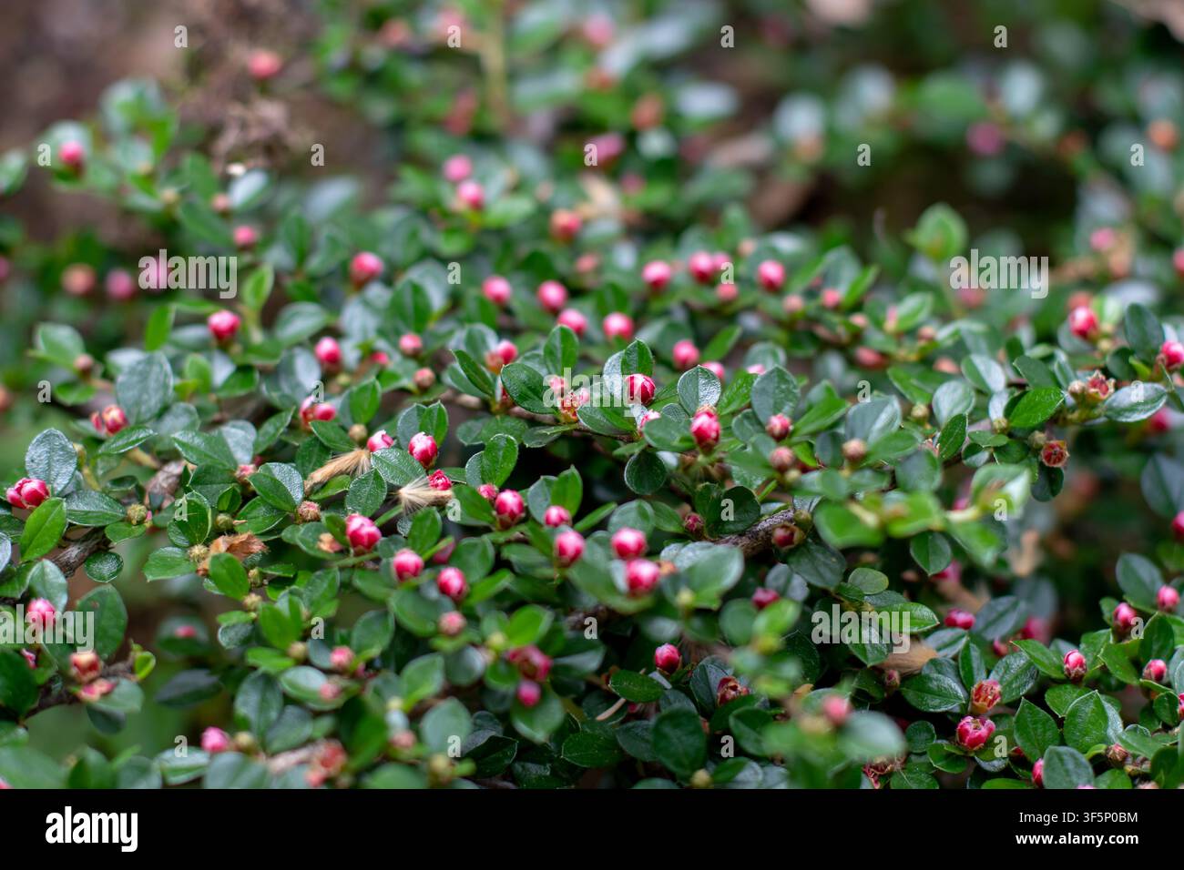 Anmutige Äste von Cotoneaster horizontalis, auch bekannt als Felscotoneaster oder Wandcotoneaster, bedeckt mit glänzenden Blättern und rosa Frühlingsknospen Stockfoto