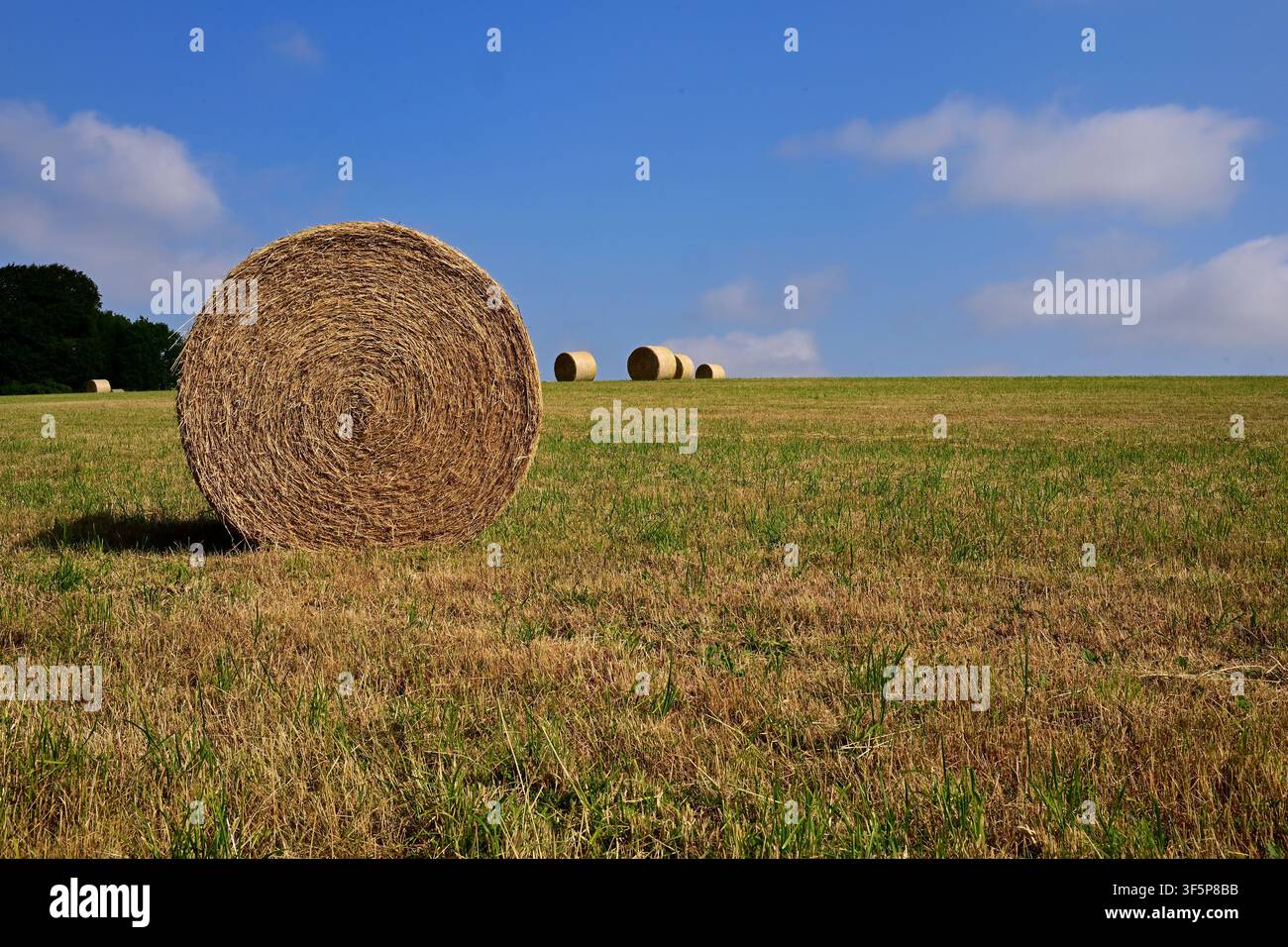 Runde Heuballen auf einem kürzlich abgeernteten Feld unter einem blauen Sommerhimmel, England, UK. Ländliche Agrarlandschaft Stockfoto