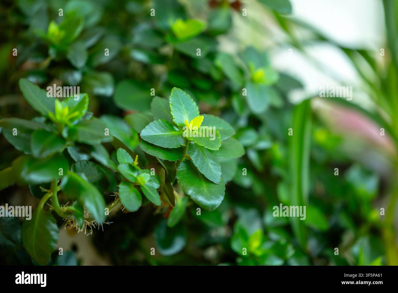 Grüne Sukkulente mit dicken gezackten Blättern, die in einer hellen Innengartenumgebung gedeiht, zarte Wachstumsmuster und frisches, lebendiges Laub darin Stockfoto