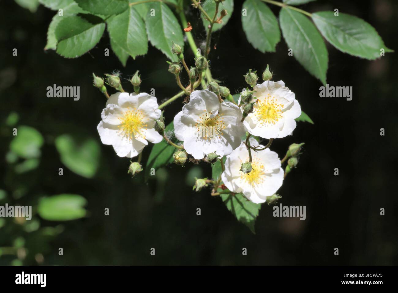 Rosa 'Seagull'. Nahaufnahme von weißen, kletternden Rosenblüten im Sommer. Stockfoto