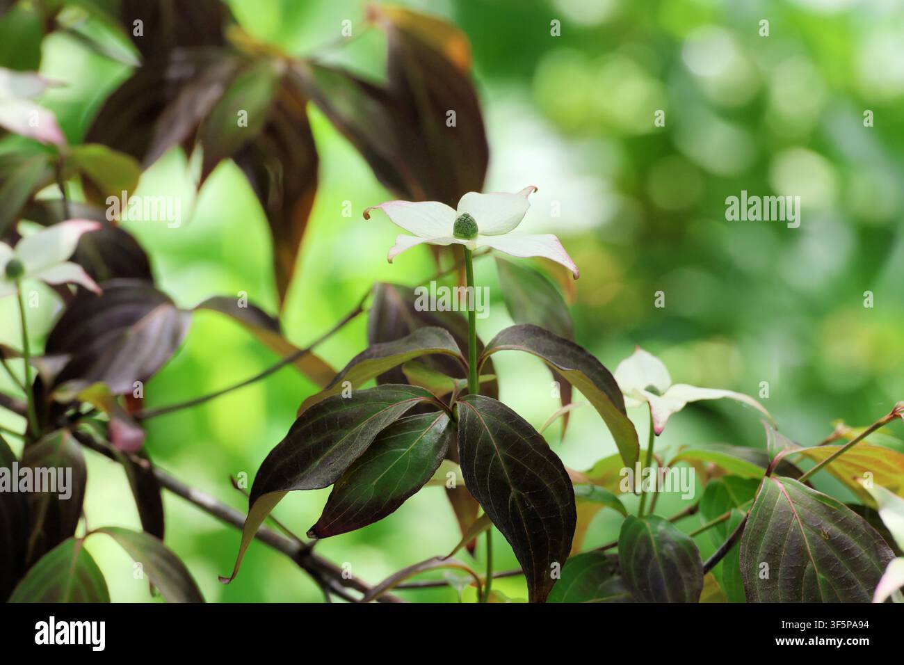 Cornus kousa 'Cappuccino', einzelne weiße Hartriegelblüte mit dunkelbronzefarbenen, kupferroten Blättern. Stockfoto