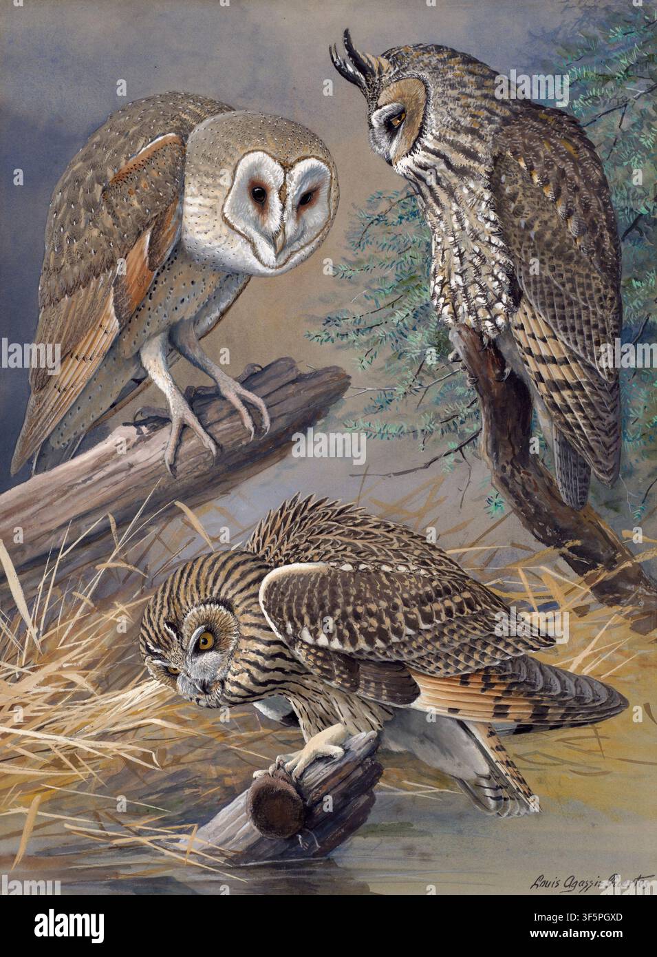 Historische Vogelplatte der Schleiereule, der Langohreule und der Kurzohreule von Louis Agassiz Fuertes, entstanden circa 1921–1927, zeigt nordamerikanische Eulen in detaillierten Studien der Gefiederung, des Sitzens und des Jagdverhaltens in Wald- und Graslandhabitaten. Stockfoto