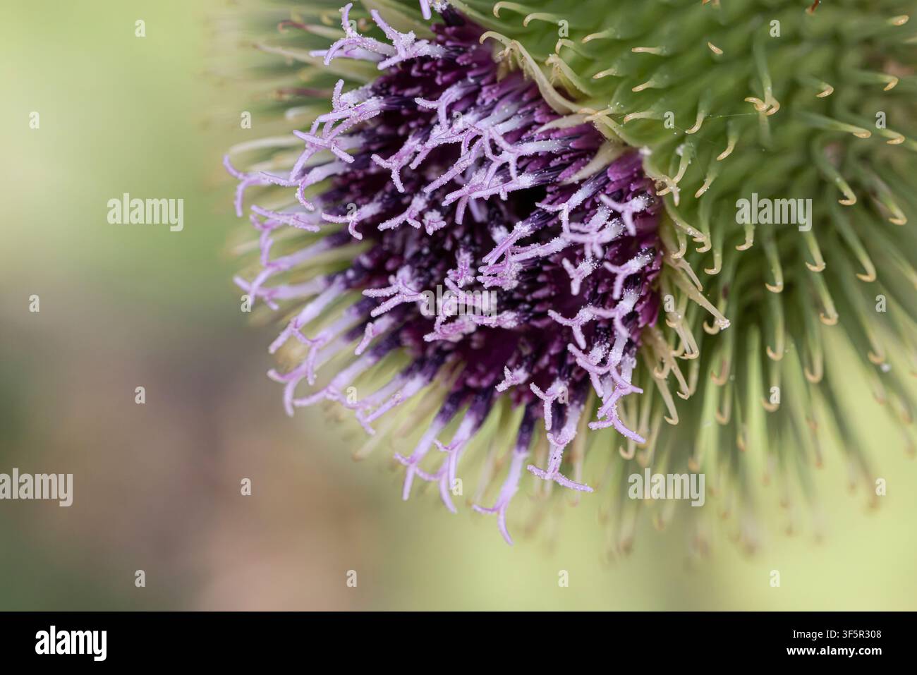 Große Klette-Blüte (Arctium lappa) Makro-Nahaufnahme Seitenansicht einer einzelnen lila Wildblume, die den Detail des Kelchs und der Narben auf unscharfem grünem Hintergrund zeigt Stockfoto