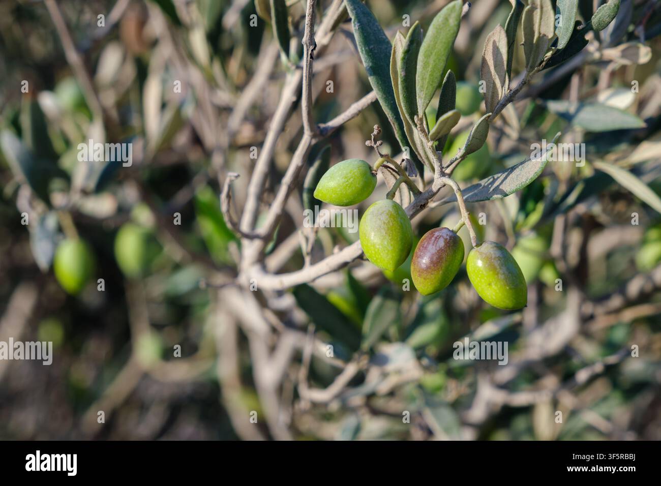 Olivenzweig mit sich entwickelnden Früchten in verschiedenen Reifestadien, Koufonisia, Griechenland Stockfoto
