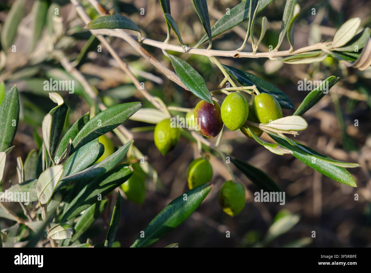 Olivenzweig mit sich entwickelnden Früchten in verschiedenen Reifestadien, Koufonisia, Griechenland Stockfoto