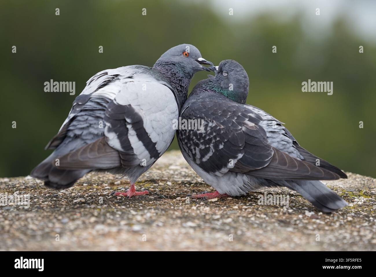 Paar Tauben in einer Beziehung Stockfoto