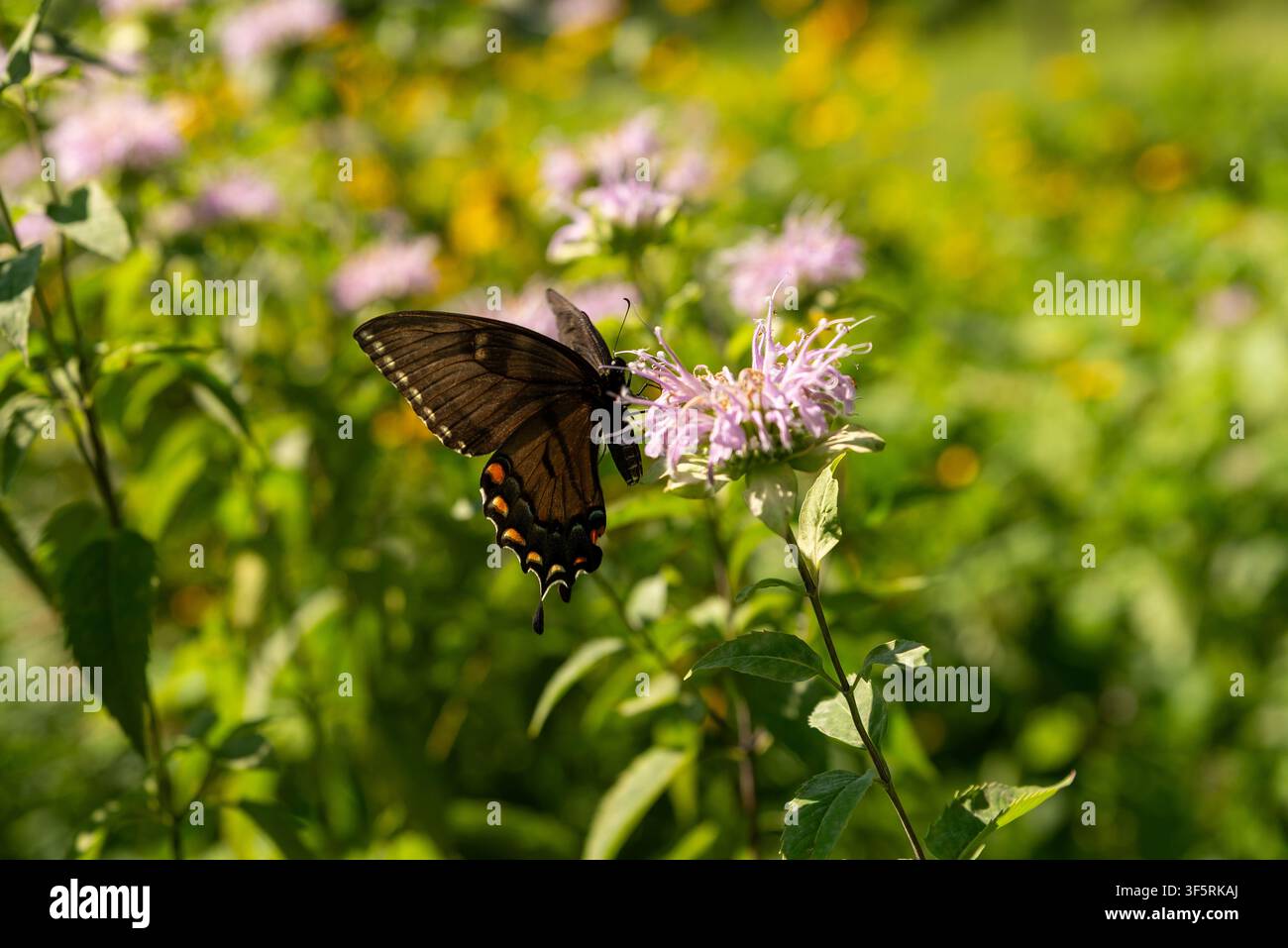 Dunkler Morphe einer weiblichen östlichen Tigerschwalbenschmetterling (Papilio glaucus), der an einer Bienenblumenblüte nährt und seine markanten dunklen Flügel hervorhebt Stockfoto