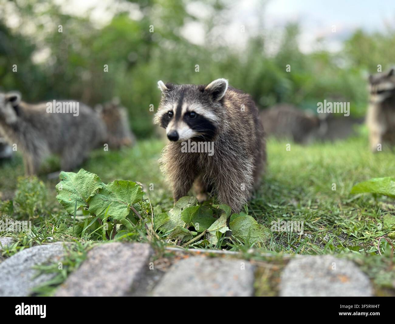 Süßer Waschbär Nahaufnahme - Smartphone-aufgenommenes Stockfoto
