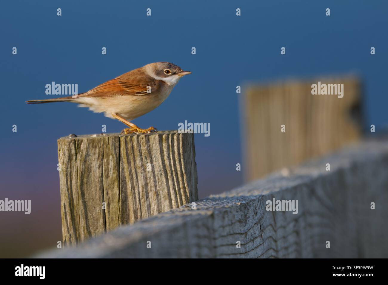 Großer Girlitz Curruca communis, früher Sylvia communis, singender Mann auf Holzpfosten, weißer Kehlfleck rötliche Flügelpartie, kleiner Zugvogel Stockfoto