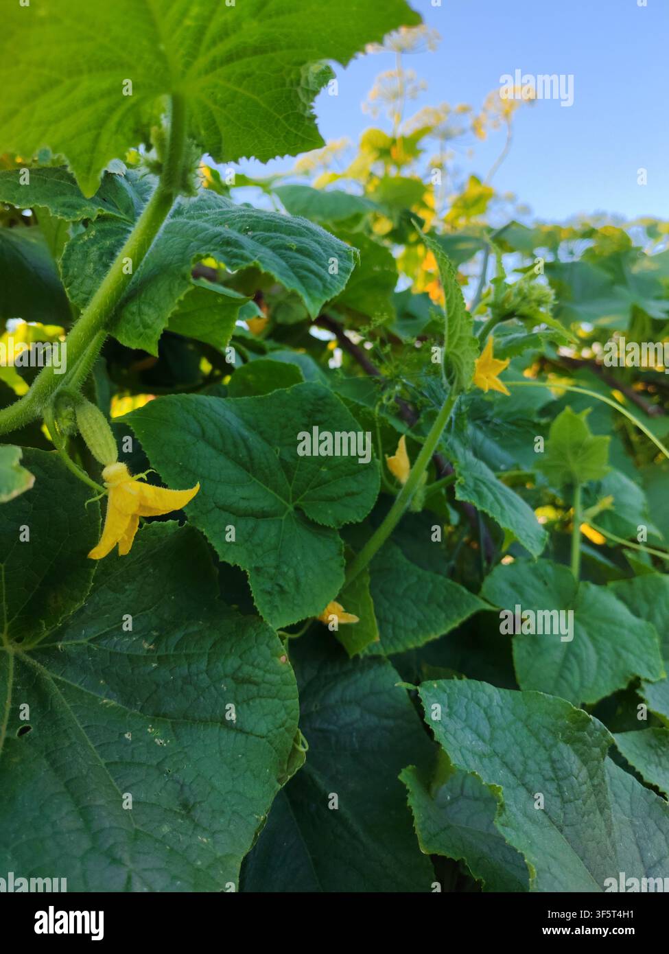 Junge Gurkenpflanzen mit Blüten und sich entwickelnden Früchten, Gurkenranken wachsen in einem Garten unter einem blauen Sommerhimmel. Russland, Luga Stockfoto
