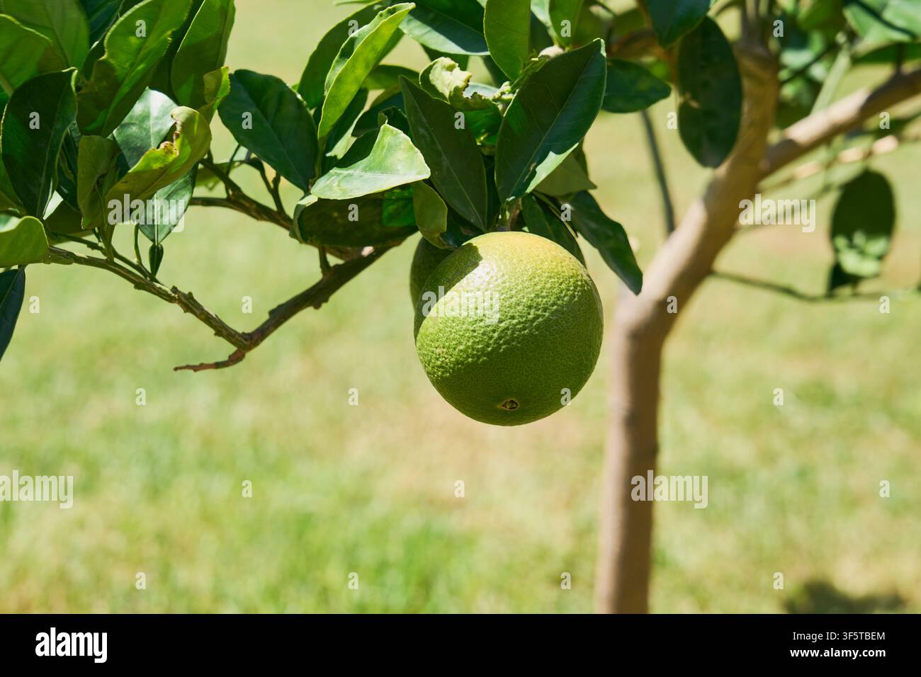 Grüne Grapefruit, die an einem Zitrusbaumzweig in der Plantage wächst, frische biologische Obsternte. Stockfoto