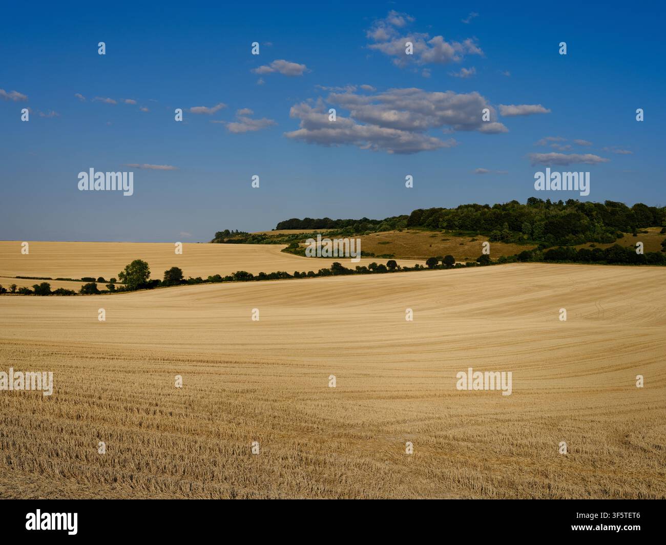 Landschaft von trockenen Feldern nach der Ernte in West Grimstead nahe Salisbury Wiltshire England nach einer längeren Warmwetter- und Regenperiode. Stockfoto